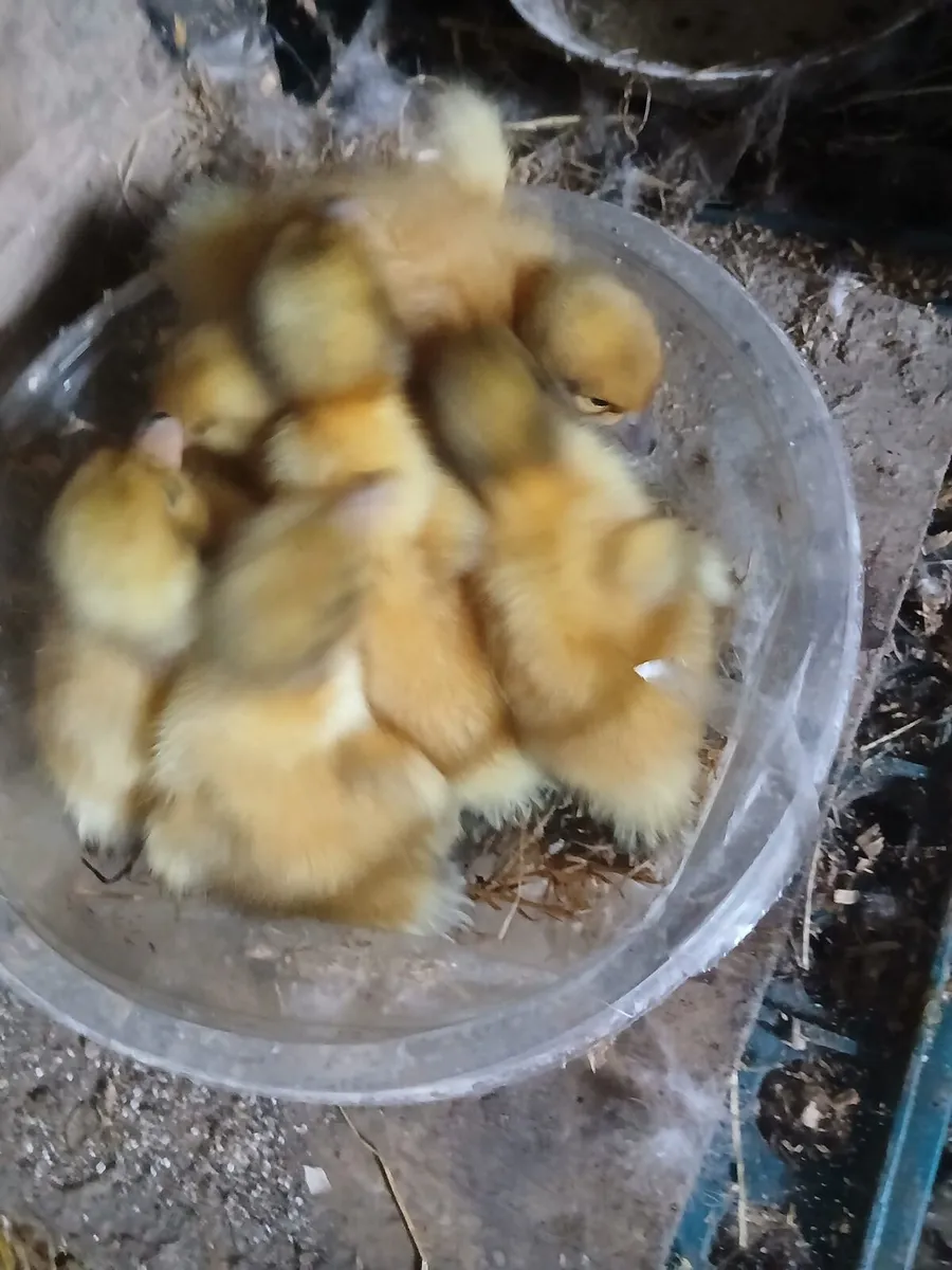 Welsh Harlequin duckings