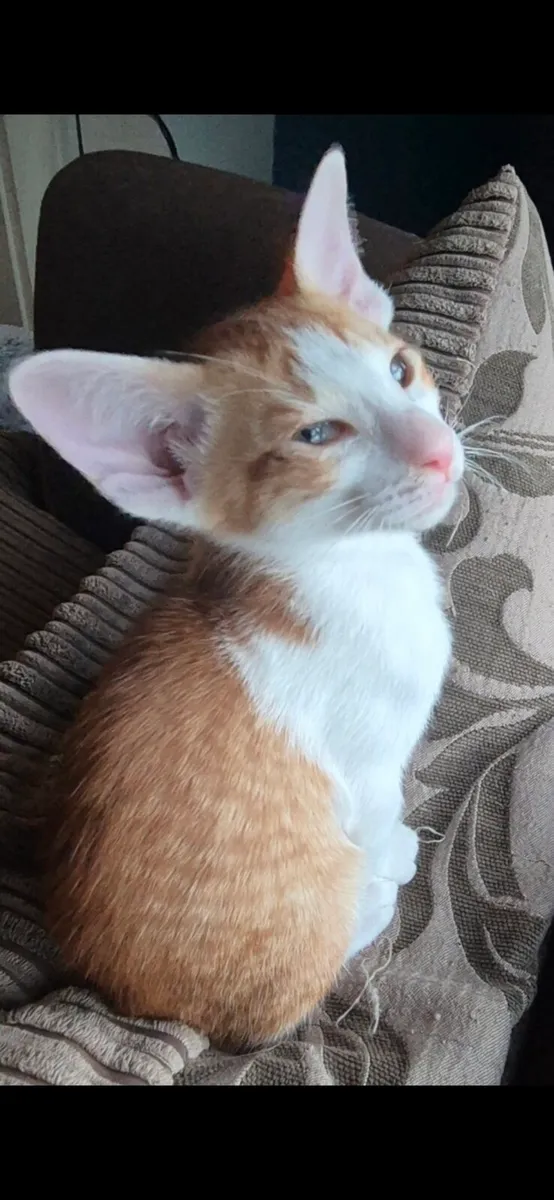 Pedigree Oriental kittens - Image 1