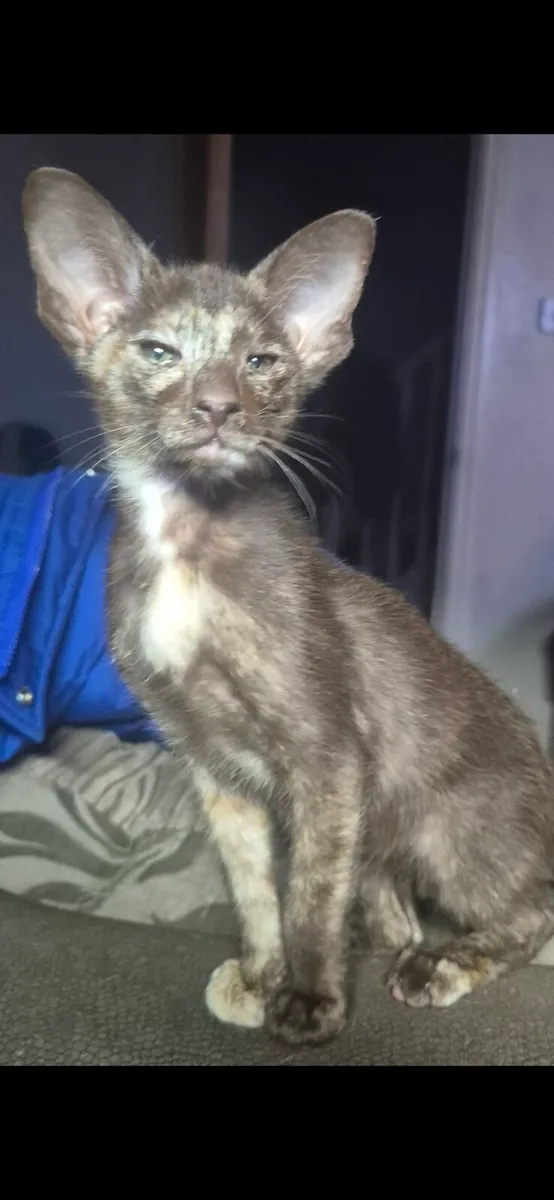Pedigree Oriental kittens - Image 2