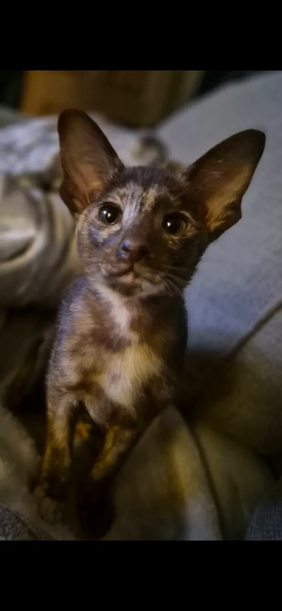 Pedigree Oriental kittens - Image 3