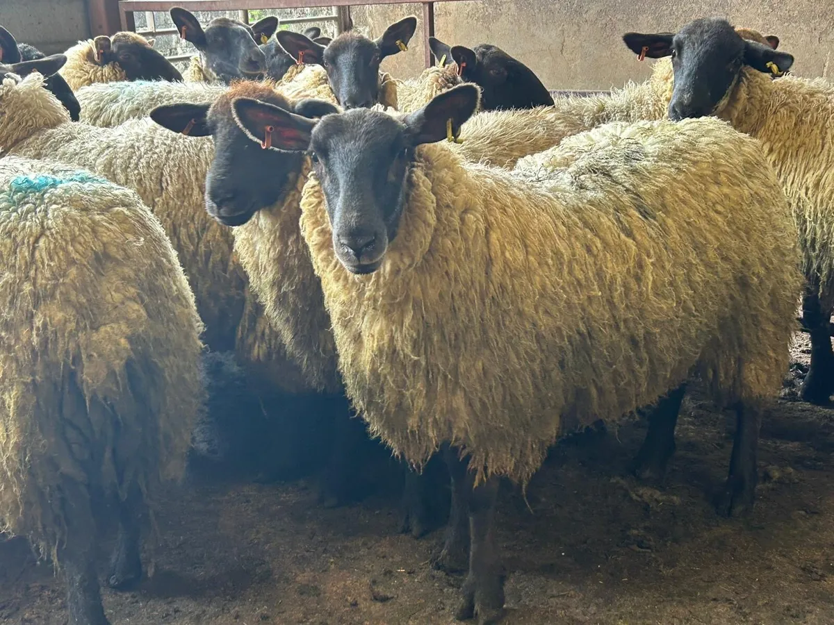 Suffolk mule hoggets - Image 2