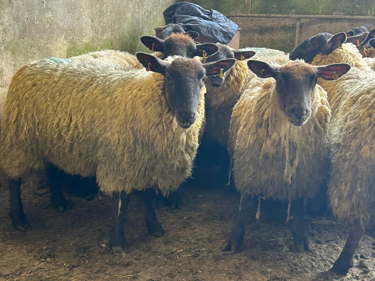 Suffolk mule hoggets - Image 3