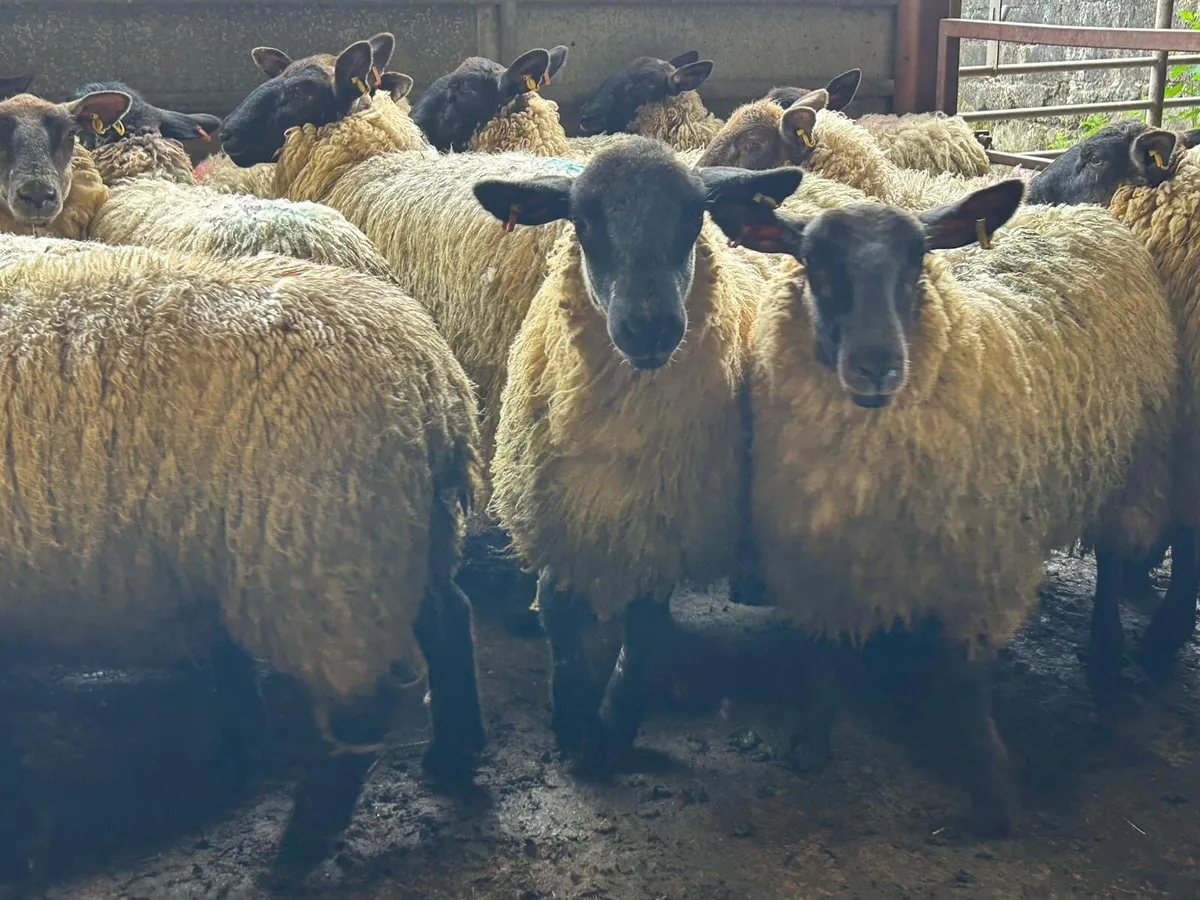 Suffolk mule hoggets - Image 4