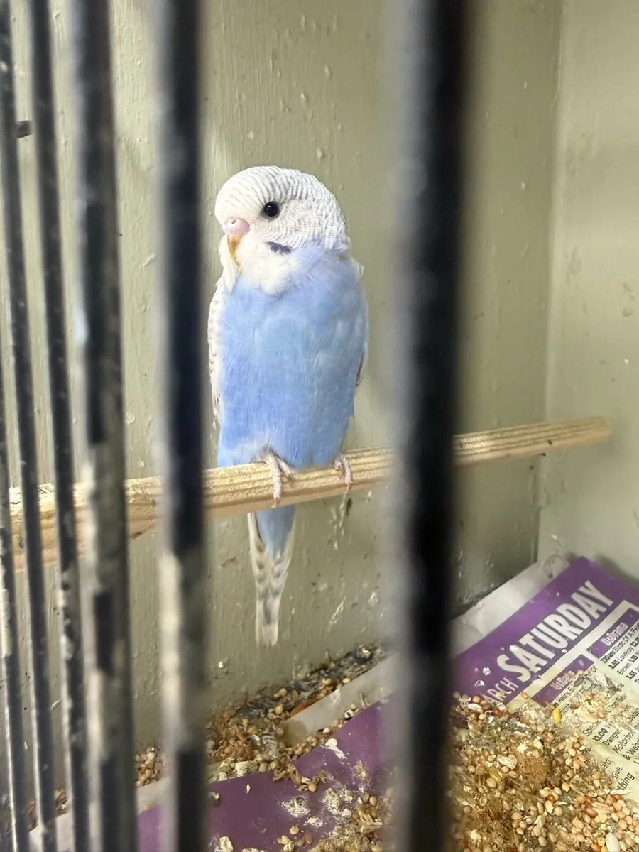Budgies - Image 2
