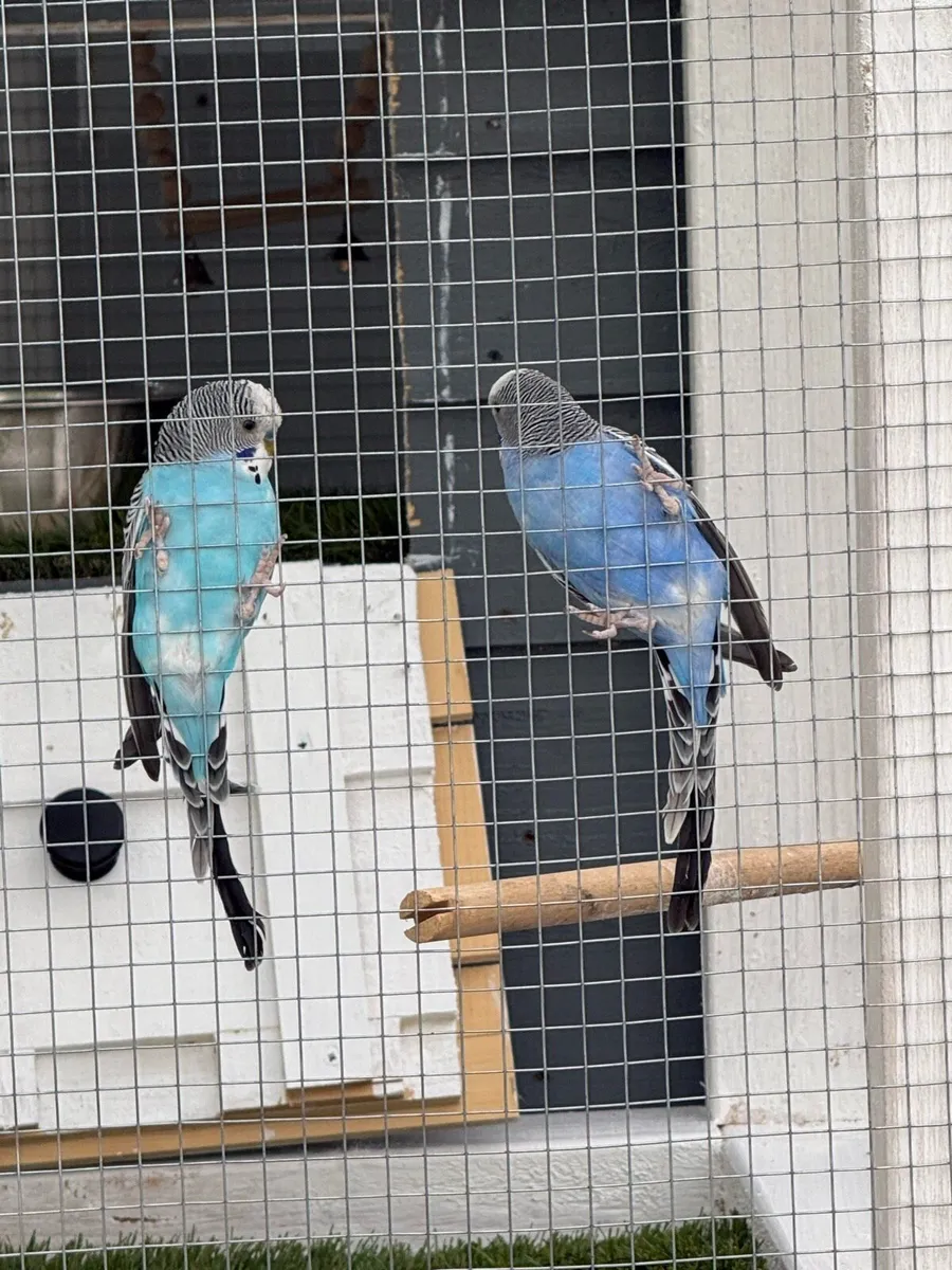 Budgies - Image 3