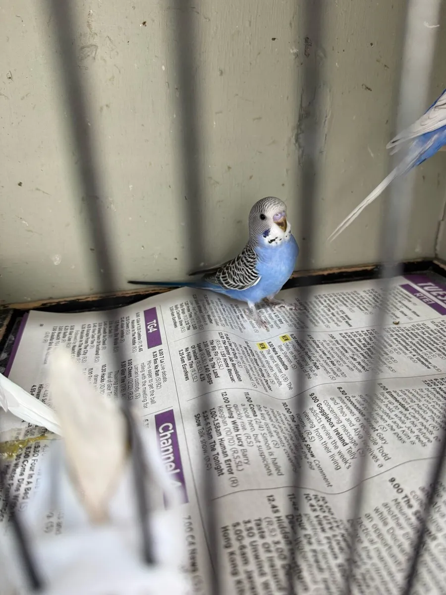 Budgies - Image 4