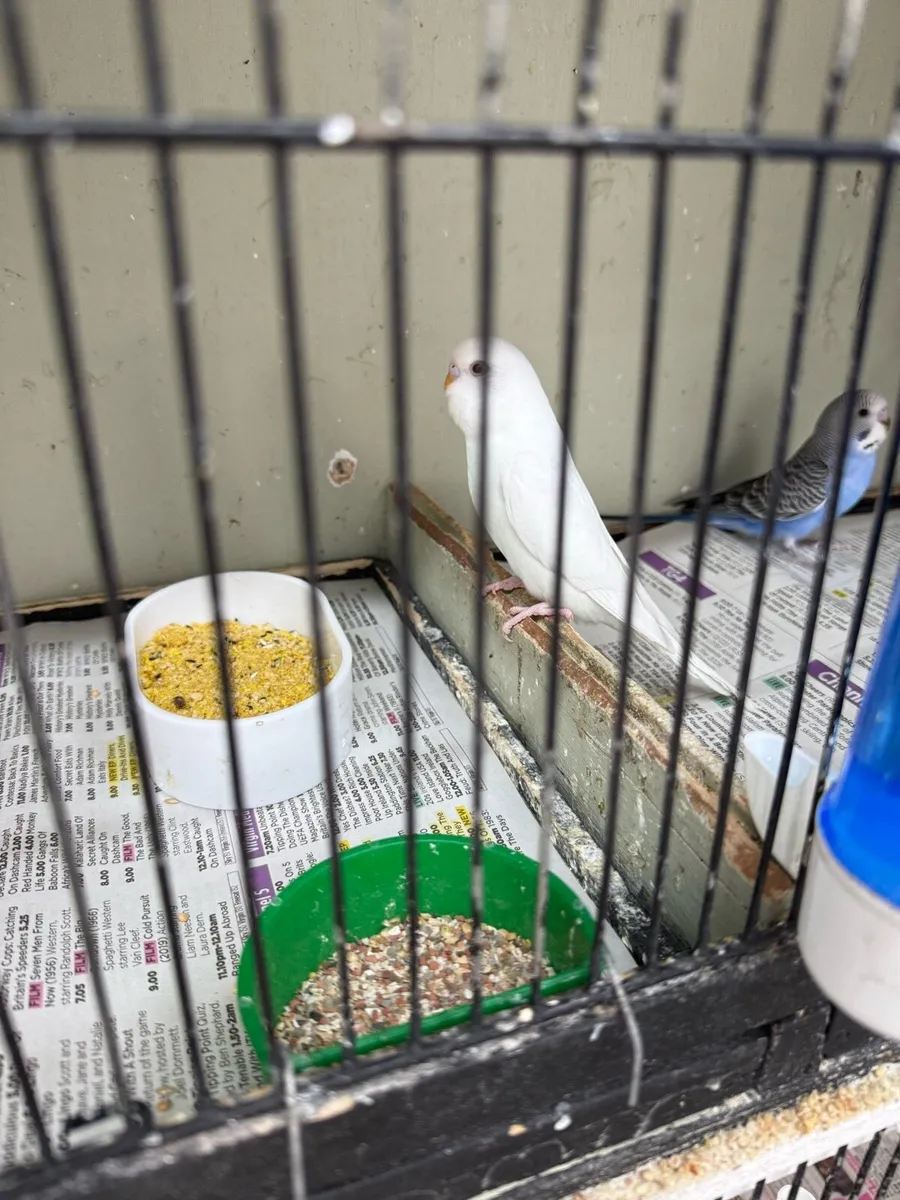 Budgies - Image 1