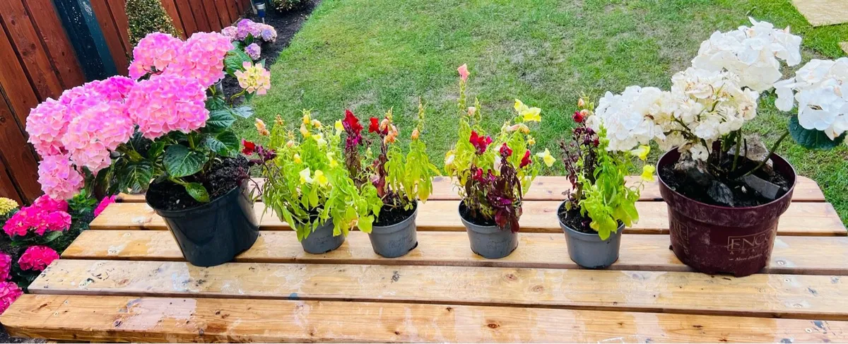 Various Plants - Image 1