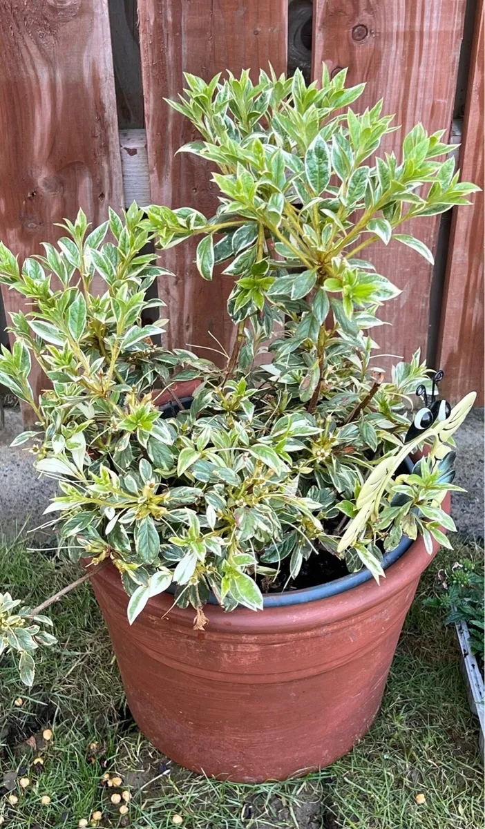 Various Plants - Image 3