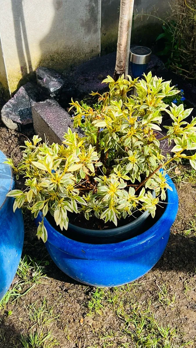 Various Plants - Image 2