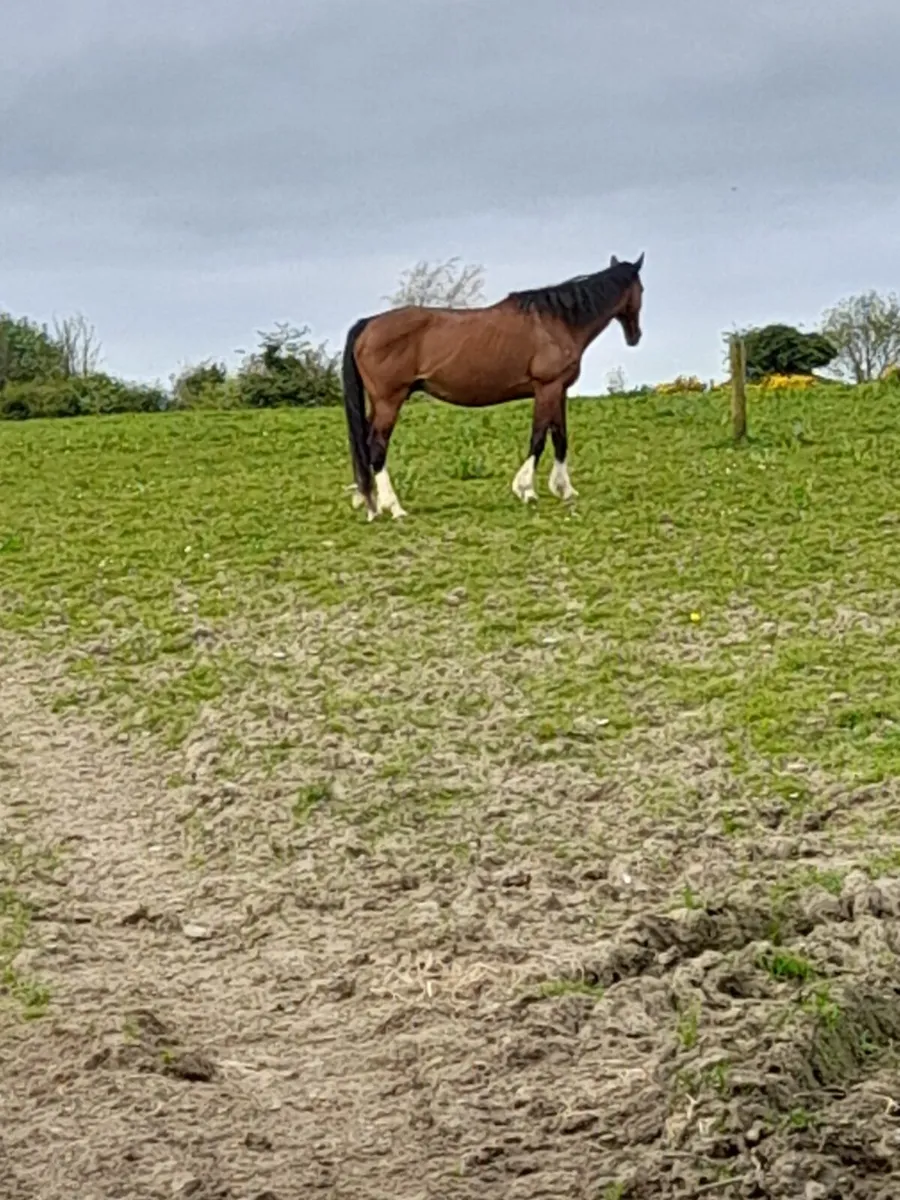 Brood mare - Image 2