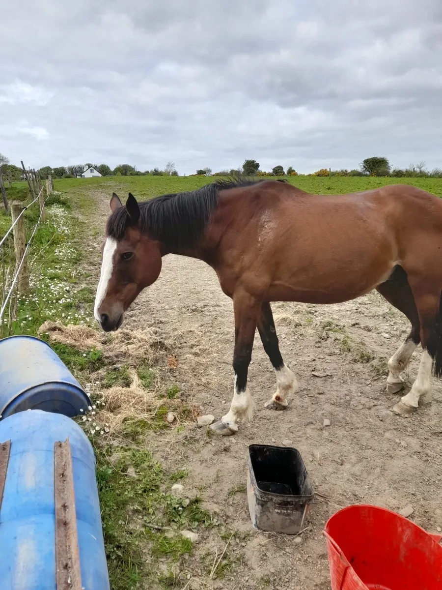 Brood mare - Image 3