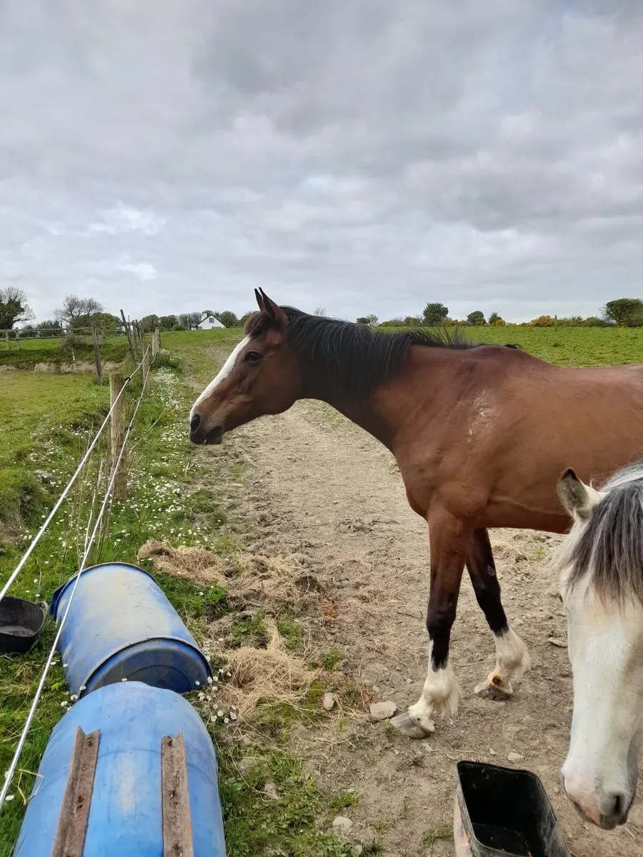 Brood mare - Image 4