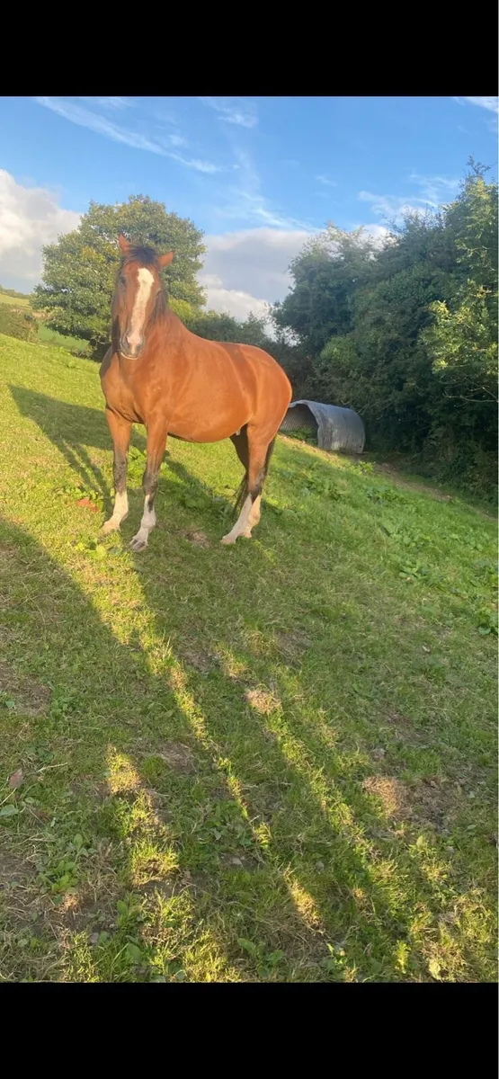 Brood mare - Image 1