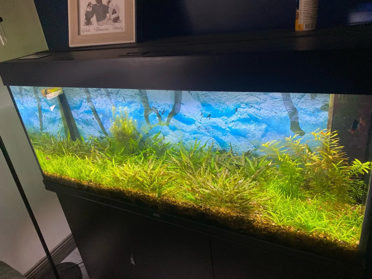 Fish Tank - Image 2