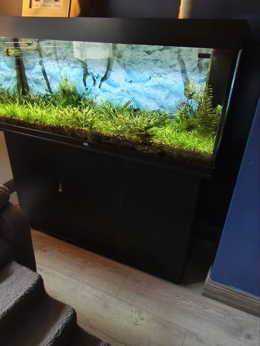 Fish Tank - Image 4