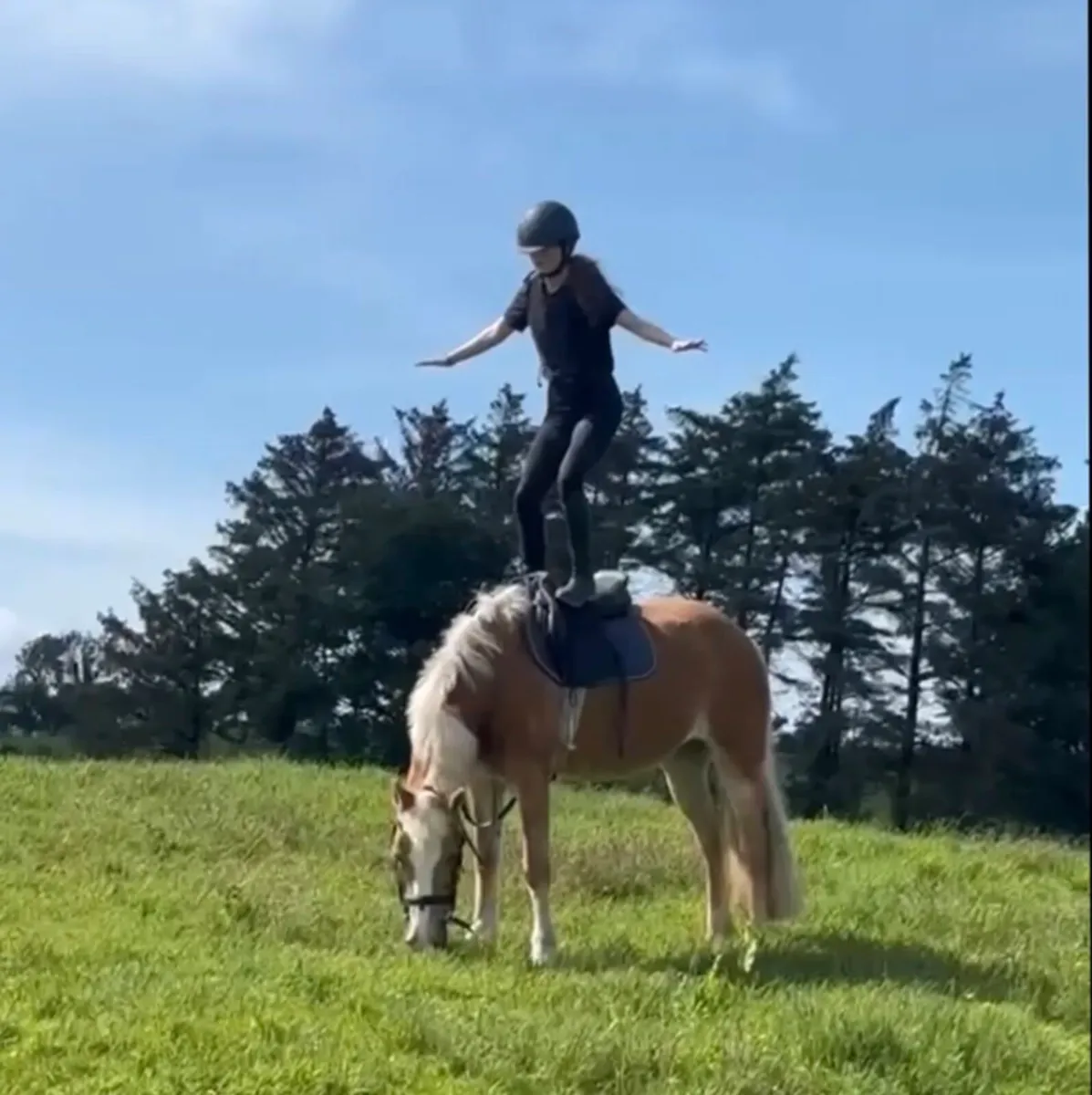 🌟14hh Palomino Beginner Mare Pony🌟 - Image 1