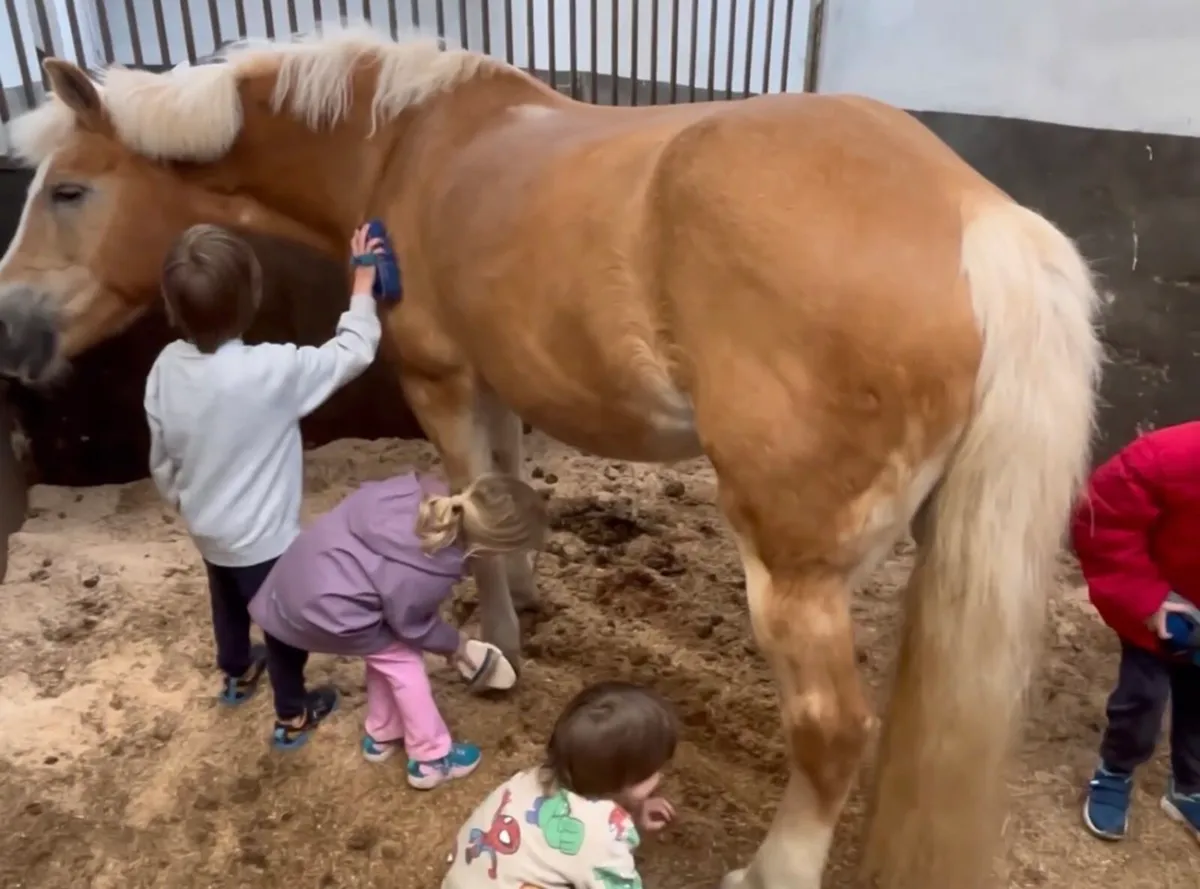 🌟14hh Palomino Beginner Mare Pony🌟 - Image 2