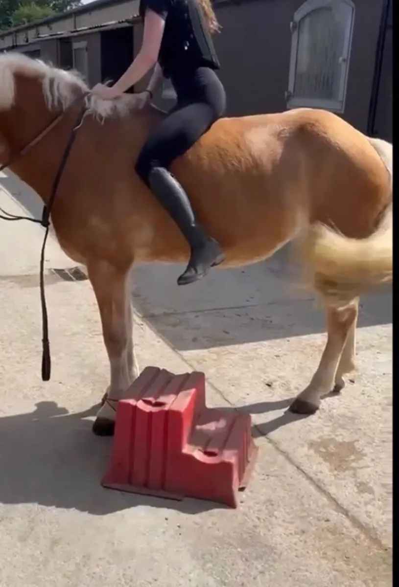 🌟14hh Palomino Beginner Mare Pony🌟 - Image 3