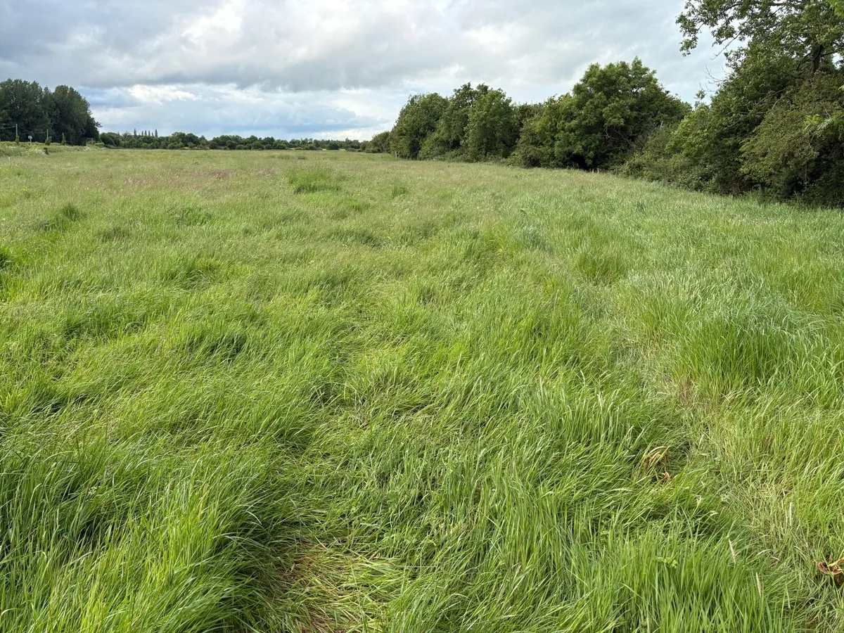 Meadow - Image 1