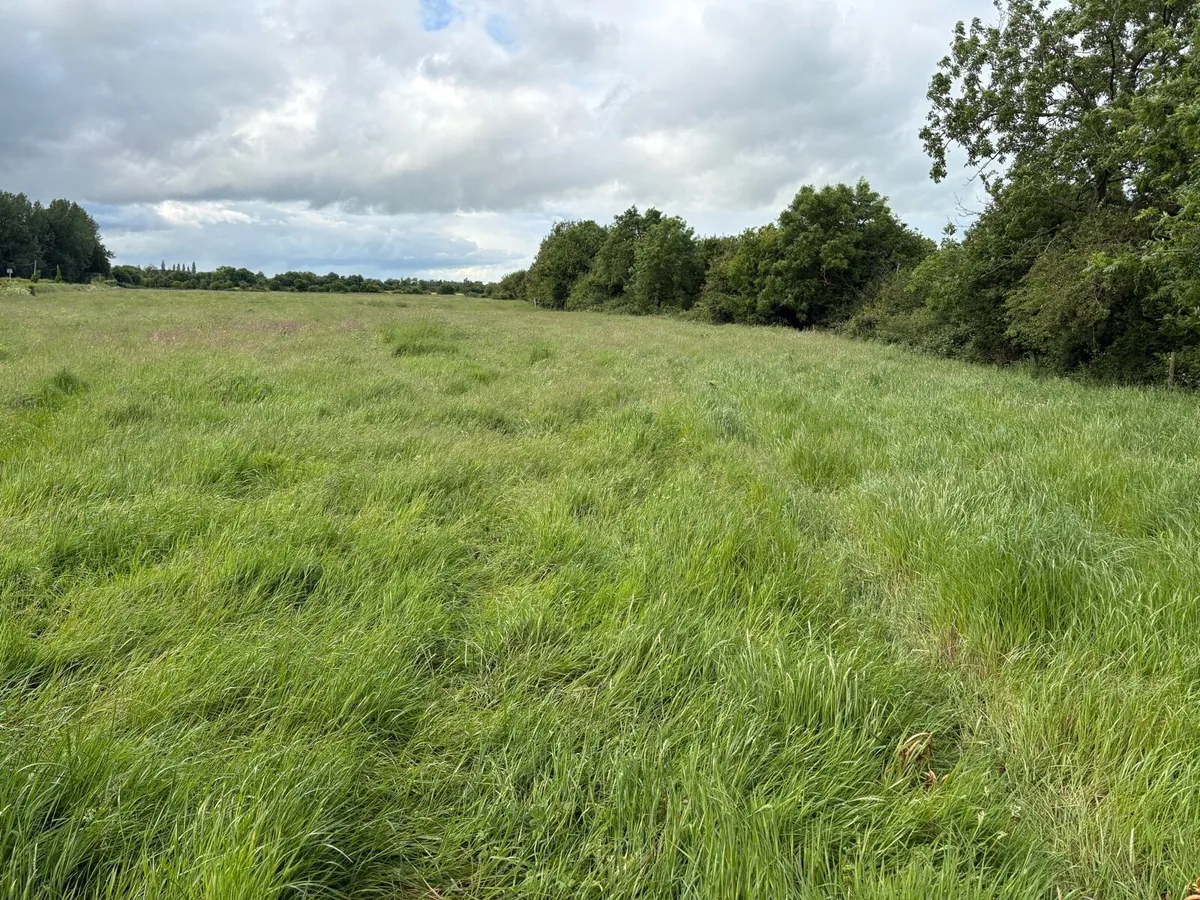 Meadow - Image 2