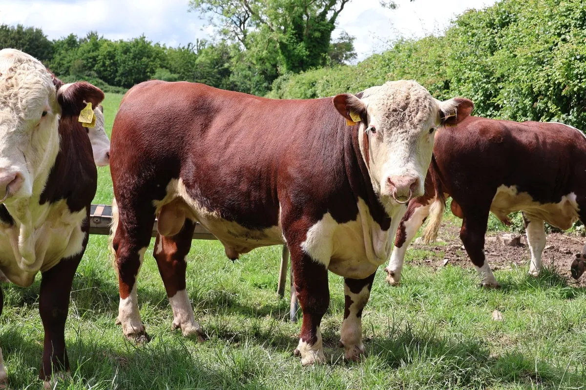 Hereford Bulls - Image 3