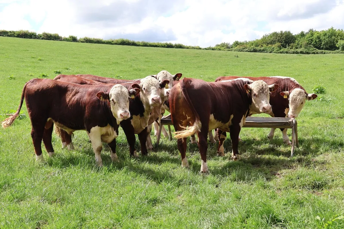 Hereford Bulls - Image 1