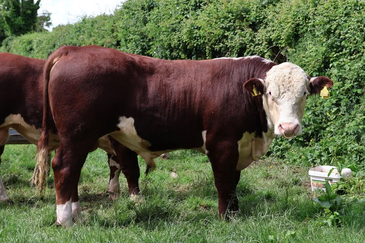 Hereford Bulls - Image 2