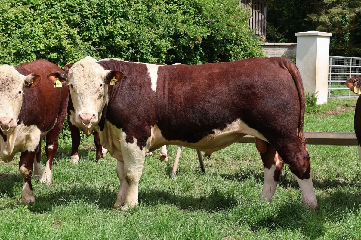 Hereford Bulls - Image 4