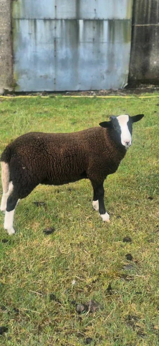 Zwartable x jacob lambs - Image 1