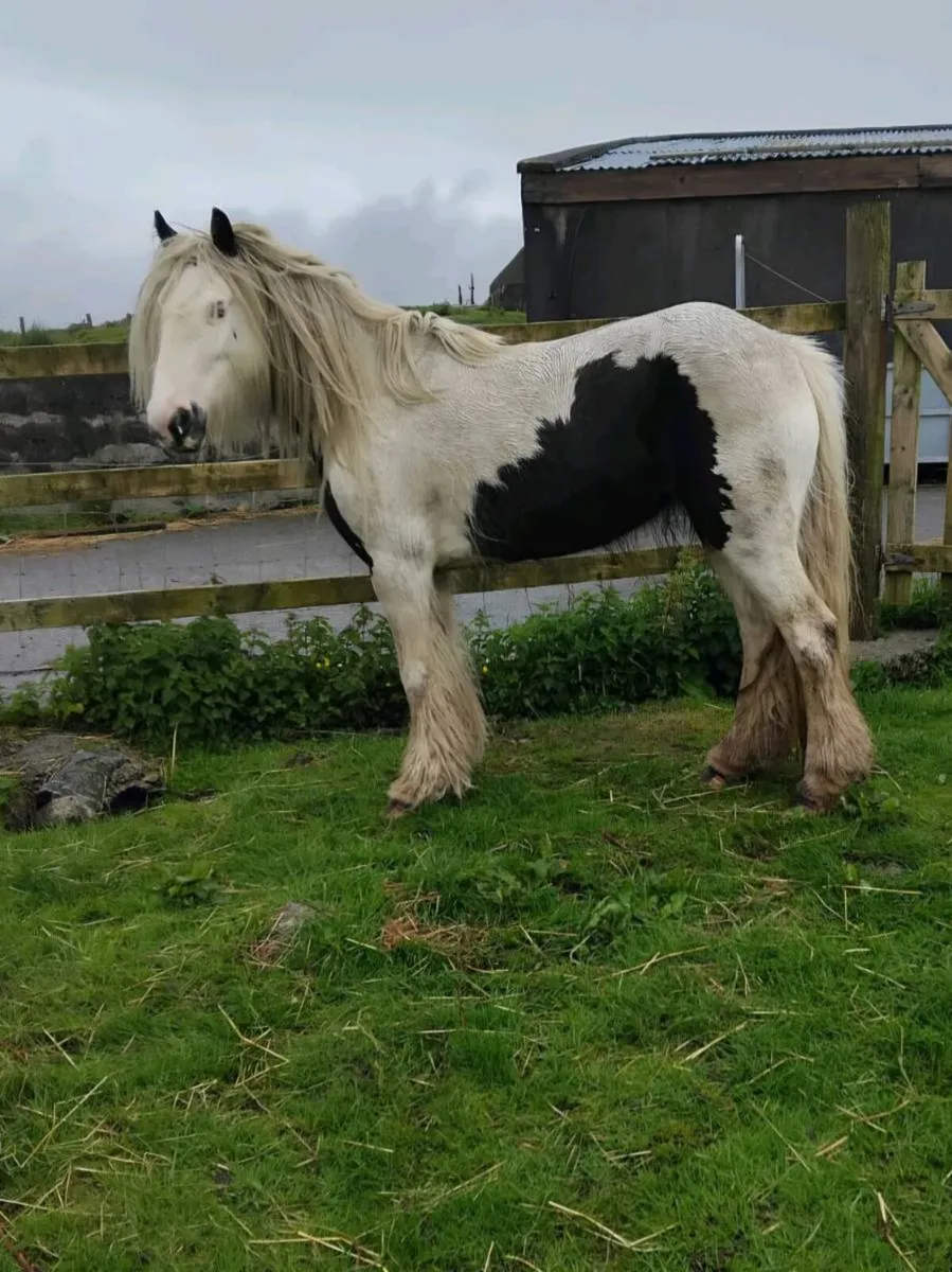 Hairy Cob - Image 1