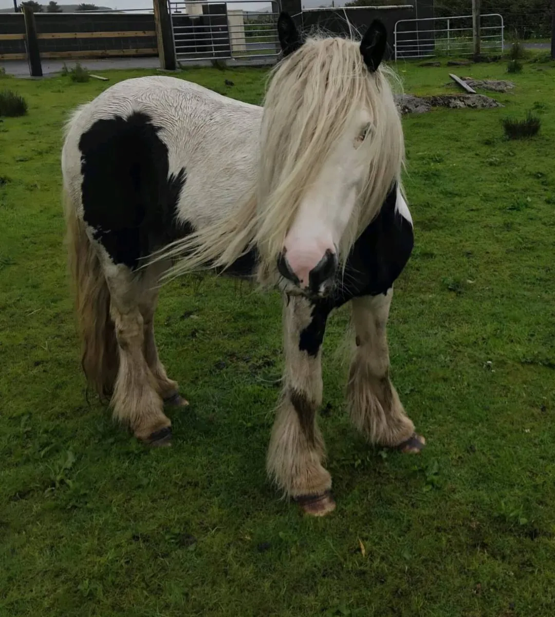 Hairy Cob - Image 2