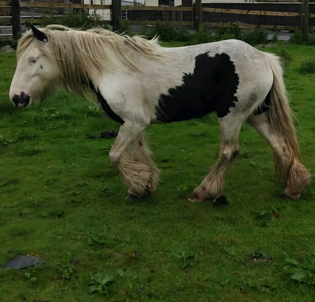 Hairy Cob - Image 3