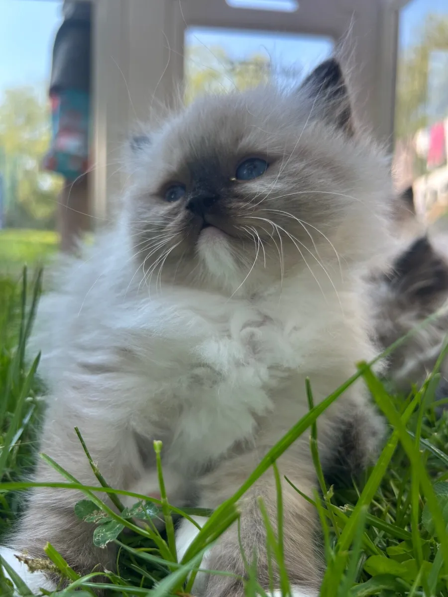 Ragdoll pedigree TICA - Image 1