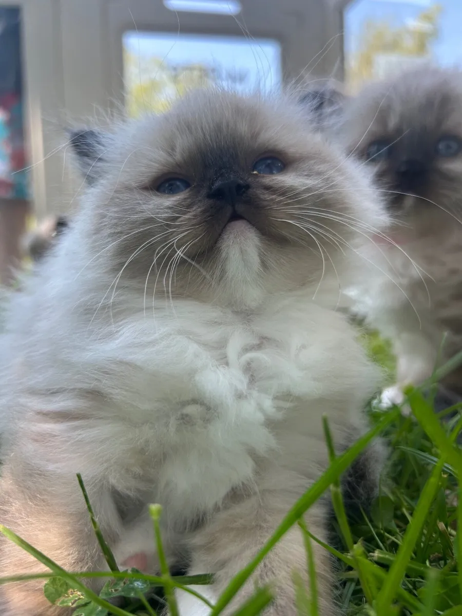 Ragdoll pedigree TICA - Image 2