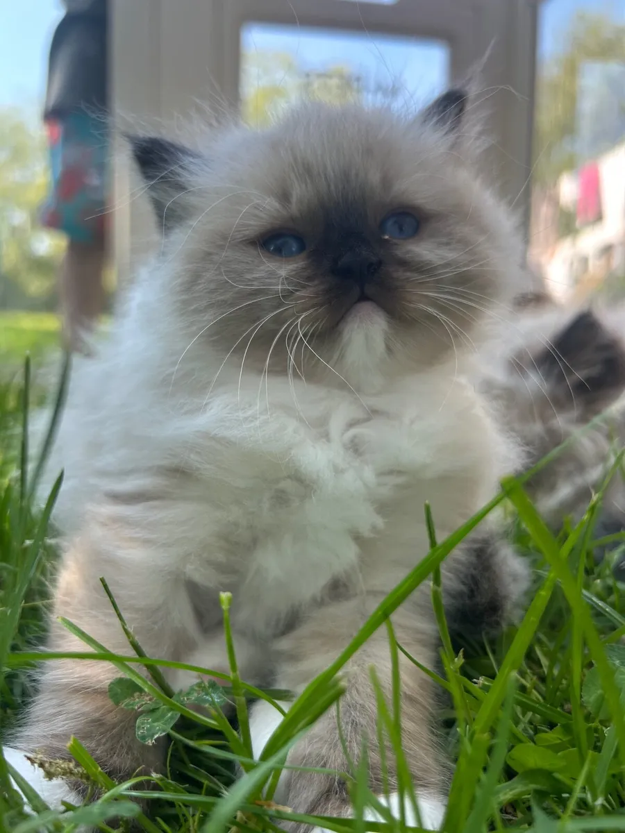 Ragdoll pedigree TICA - Image 3