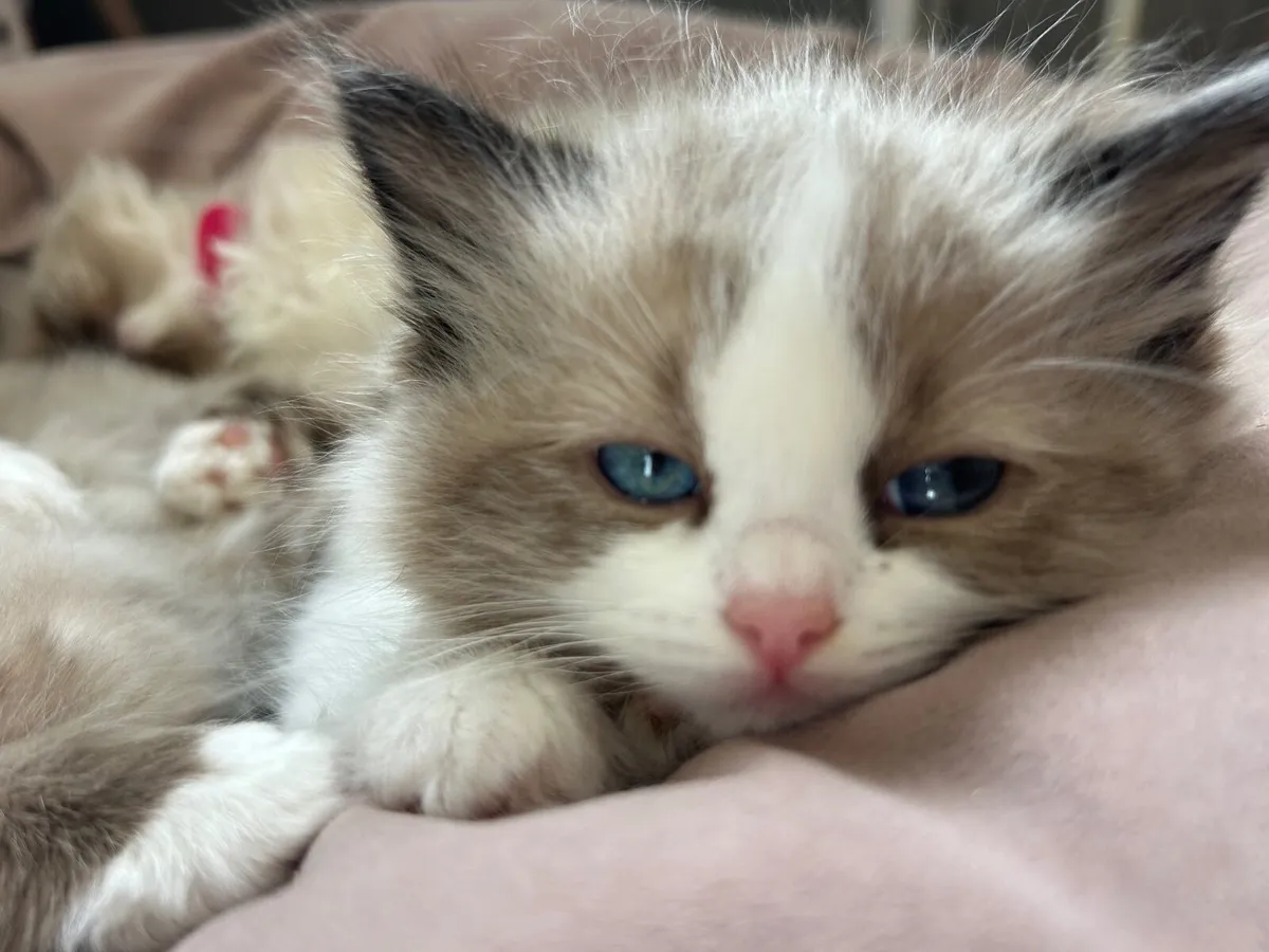 Ragdoll pedigree TICA - Image 4