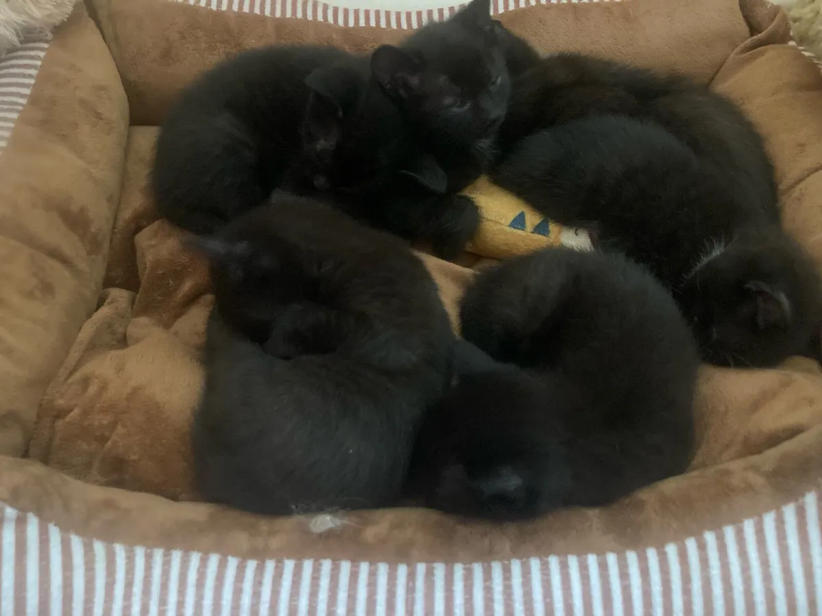 Black Persian Kittens - Image 2
