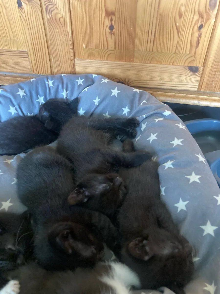 Black Persian Kittens - Image 1