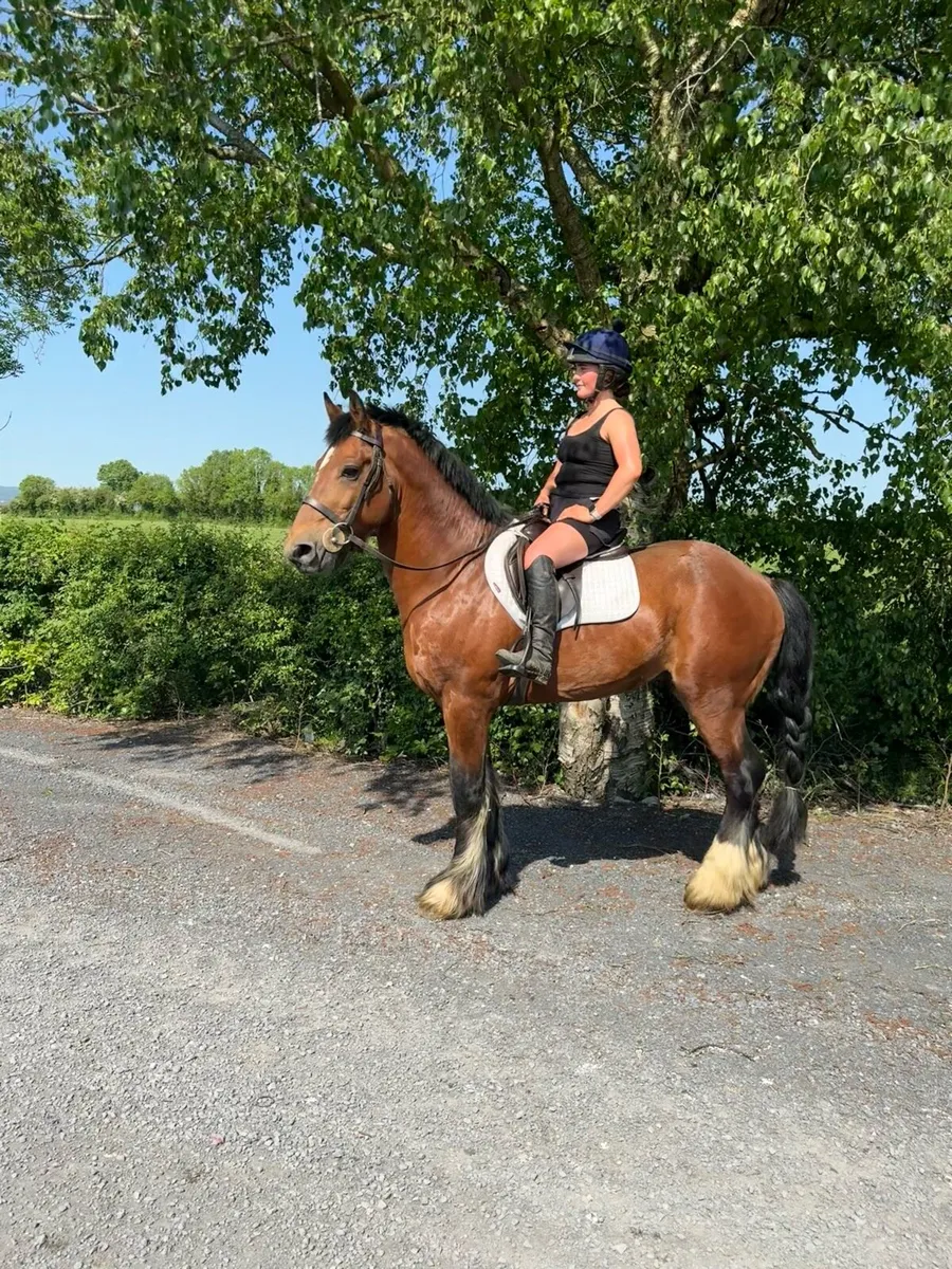 15'2hh 6yr Gelding Ride & Drive - Image 1