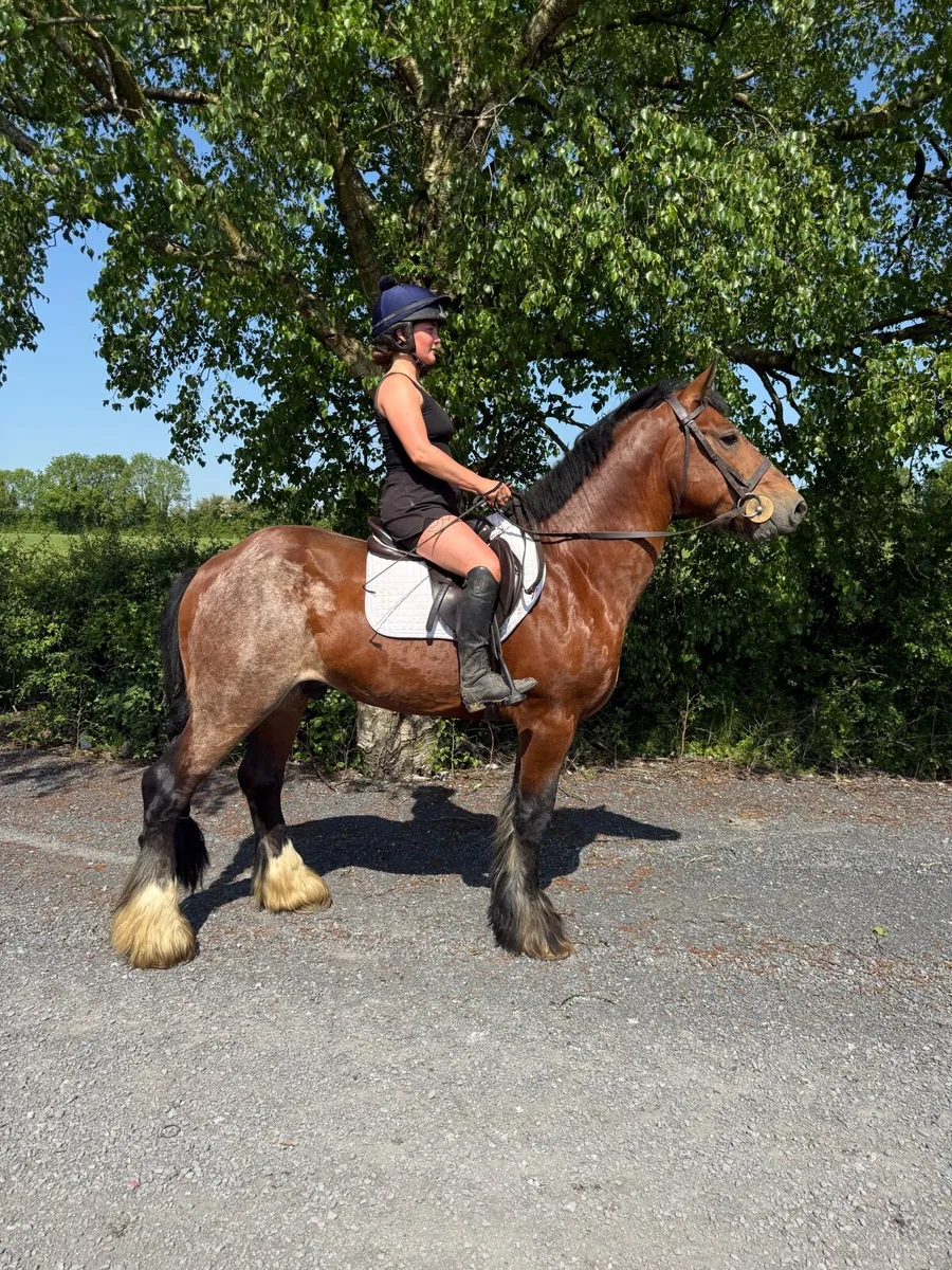 15'2hh 6yr Gelding Ride & Drive - Image 2