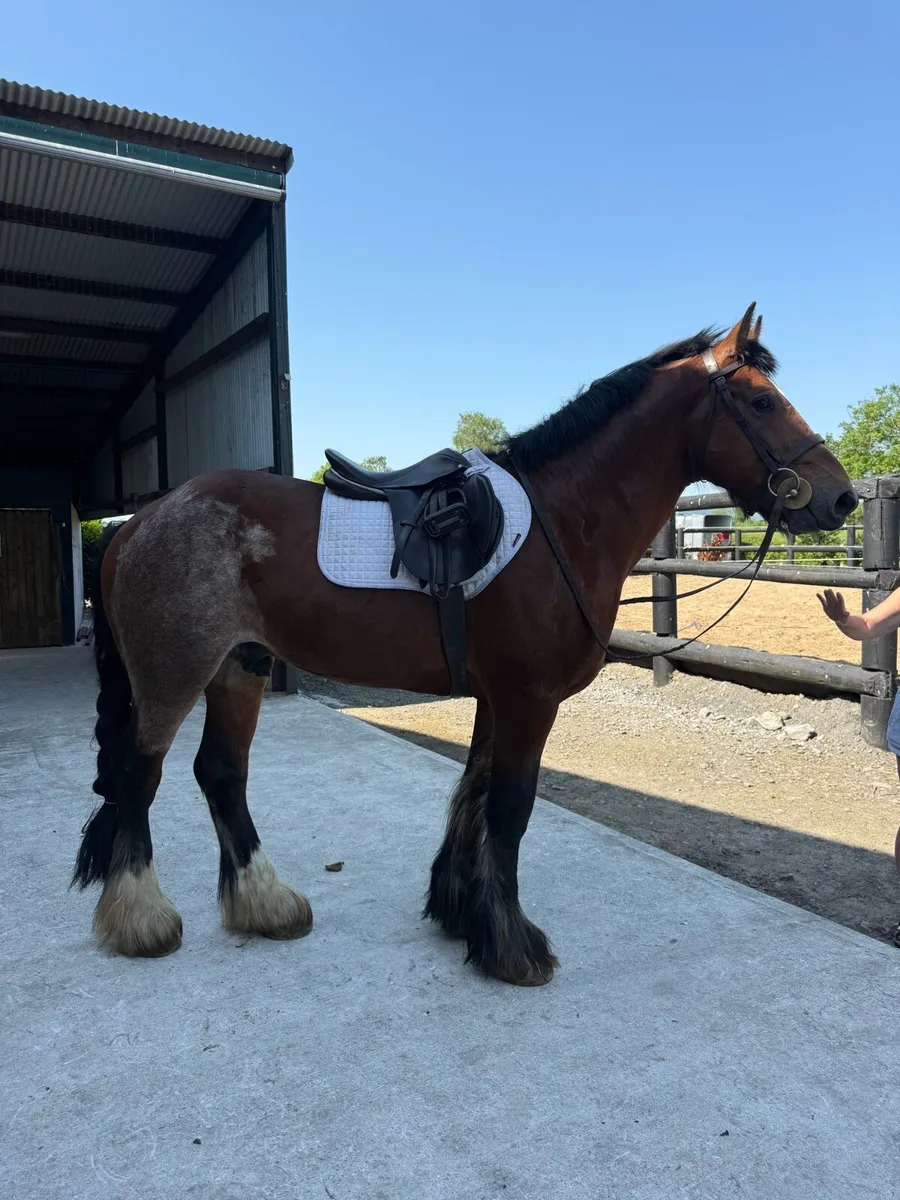 15'2hh 6yr Gelding Ride & Drive - Image 3
