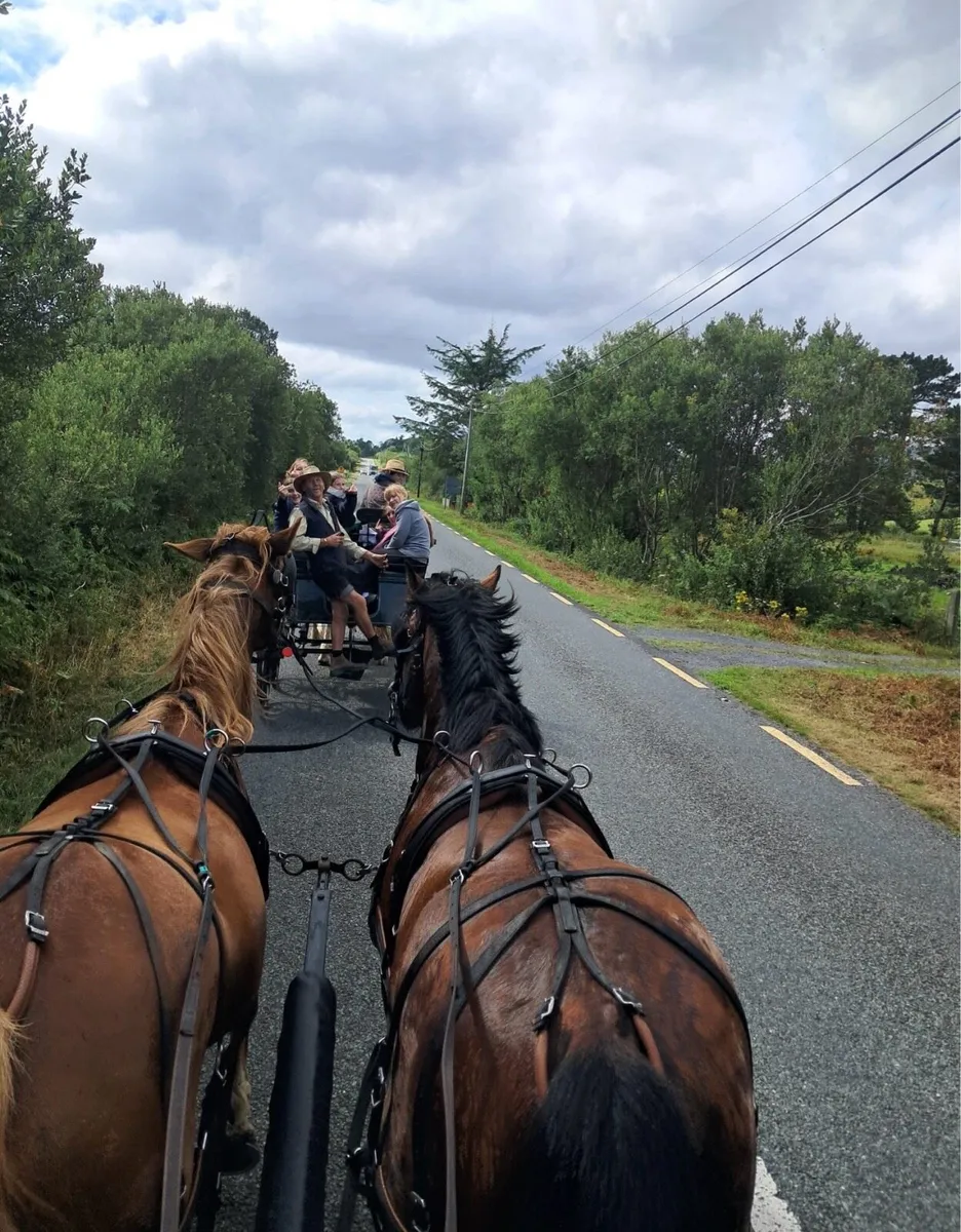 15'2hh 6yr Gelding Ride & Drive - Image 4