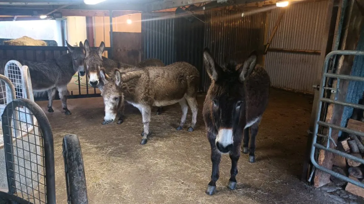 Donkeys