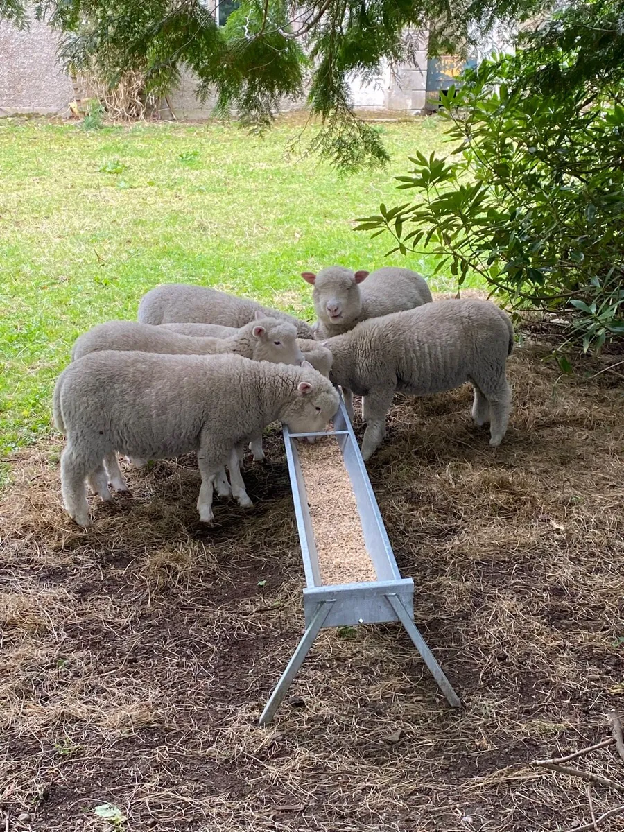 Dorset Ram Lambs, (2) Pure Bred
