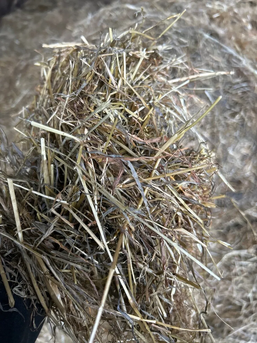Haylage - Image 1