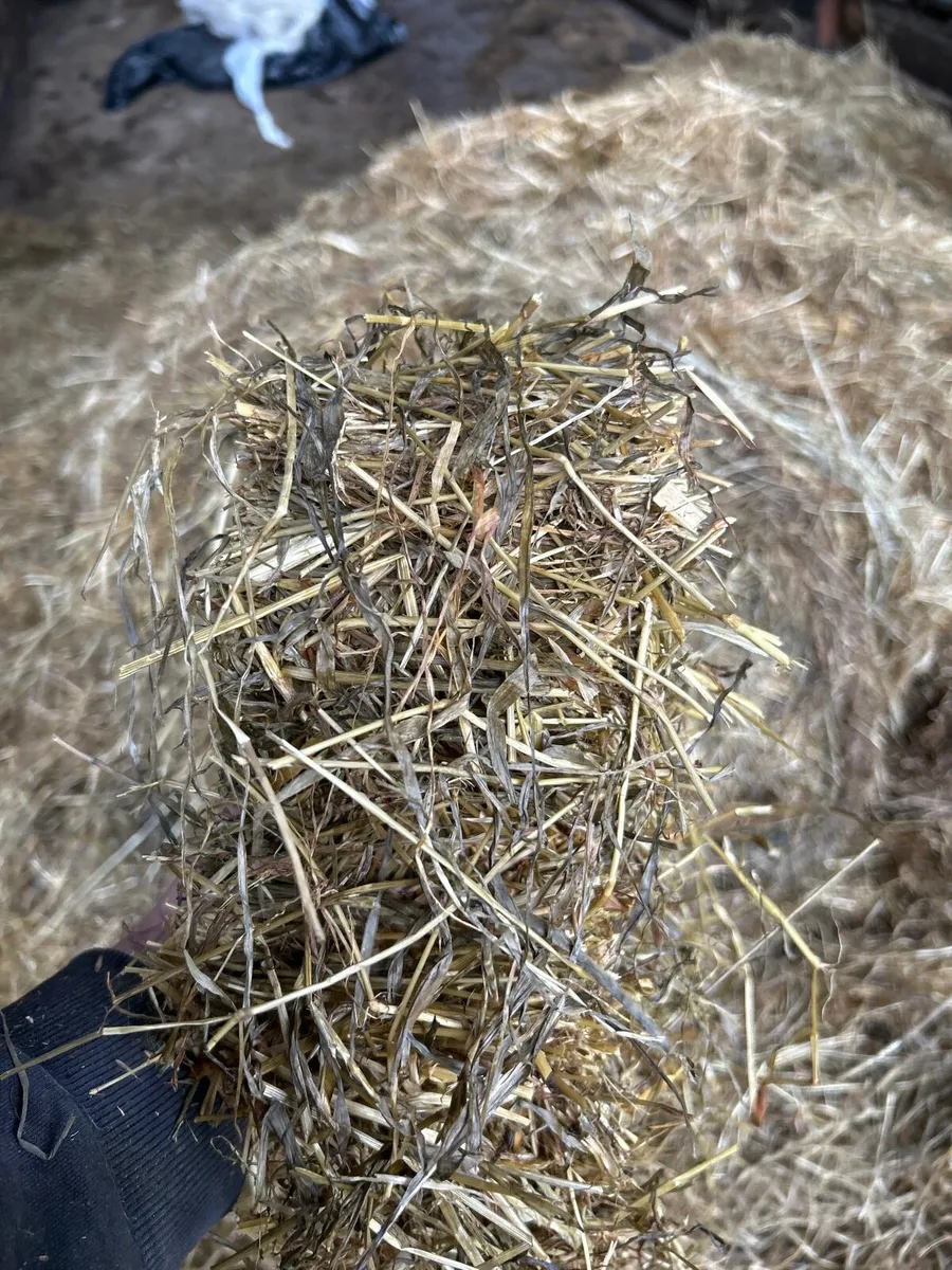 Haylage - Image 2