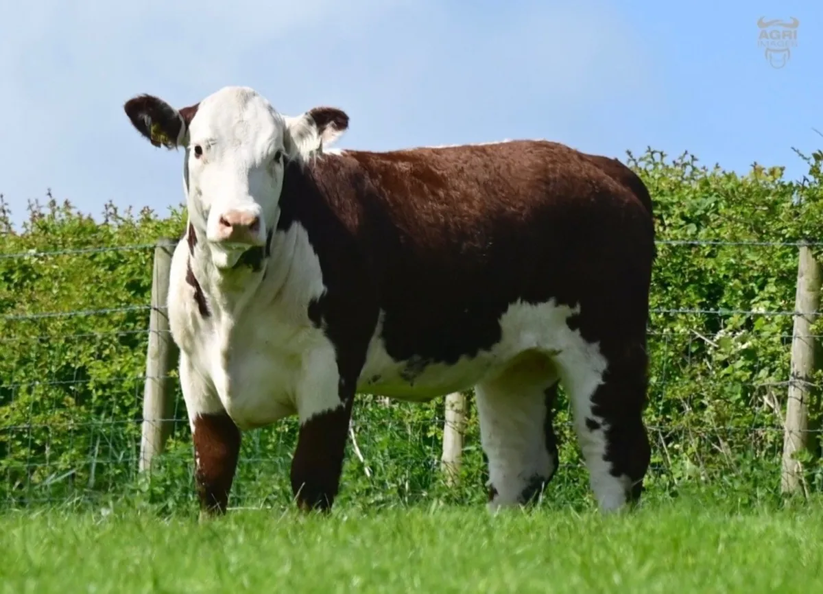 Hereford Dispersal - Image 2