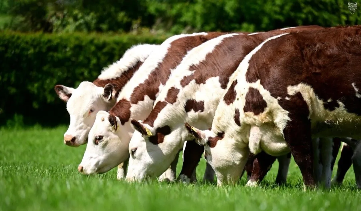 Hereford Dispersal - Image 1