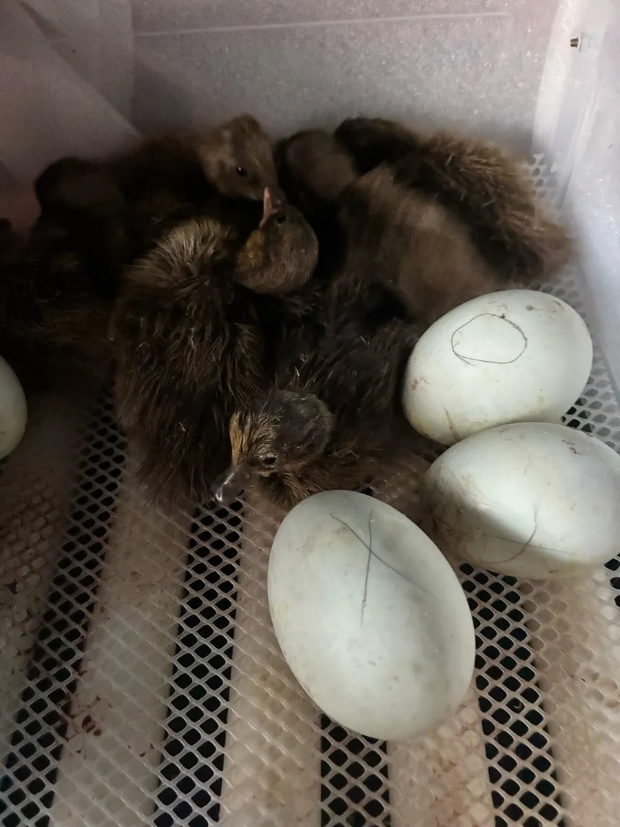 Ducklings - Image 4